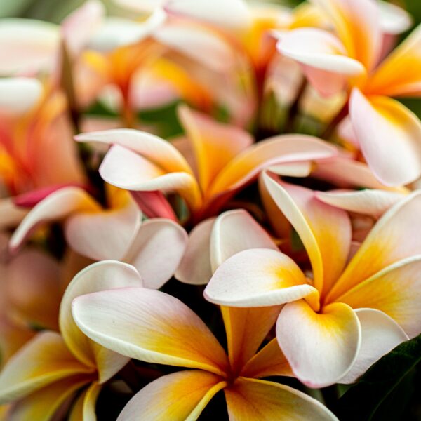 Plumeria Perfumes