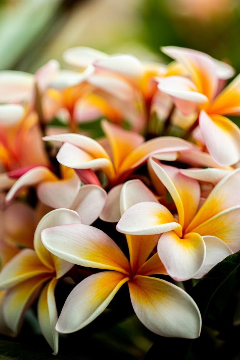 Plumeria Perfumes