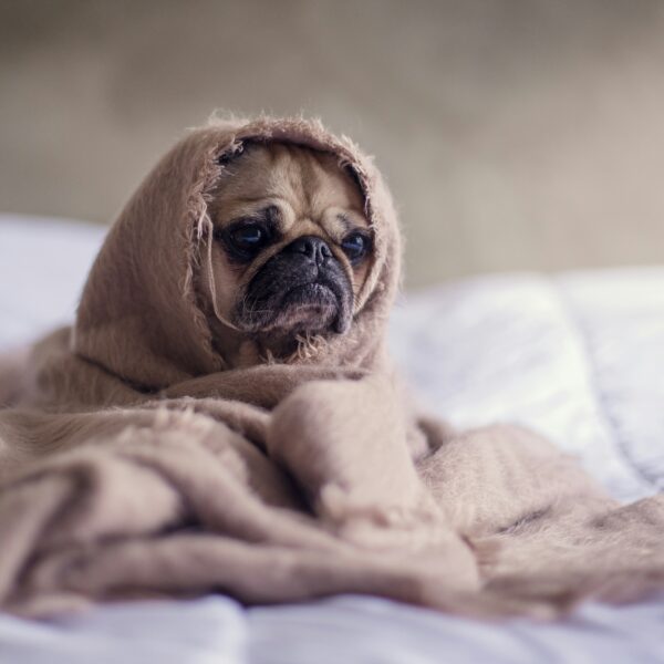 Pug wearing a cashmere sweater