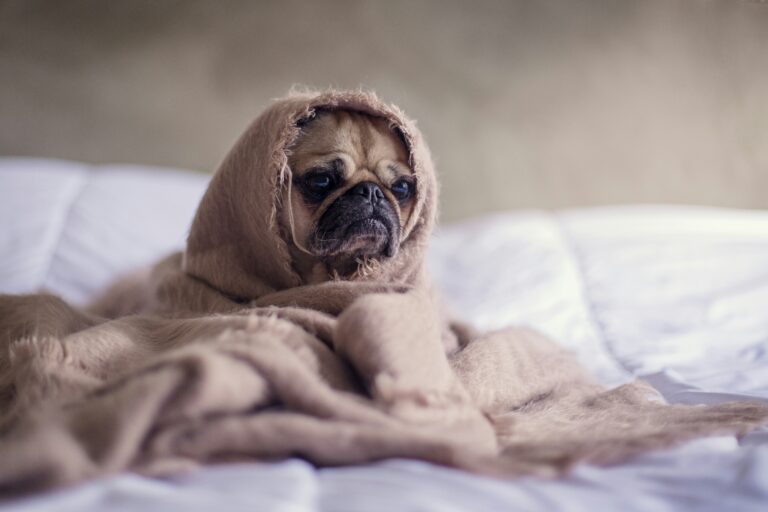 Pug wearing a cashmere sweater